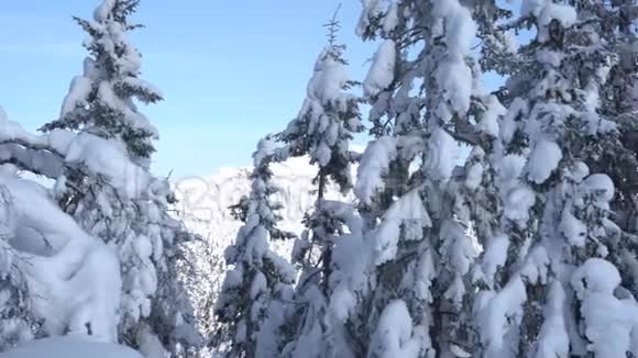 冬天的风景阳光明媚的早晨白雪覆盖的白桦林中的霜冻树木视频的预览图