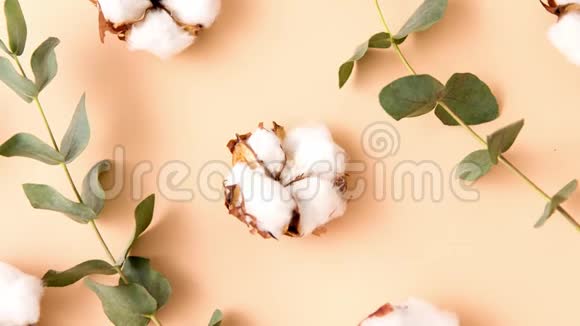 米色背景的棉花和桉树视频的预览图