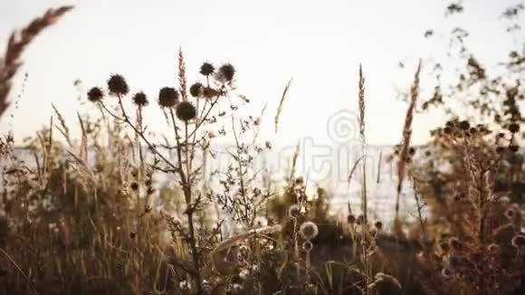 阳光明媚的日子里干草和田野的花和大海视频的预览图