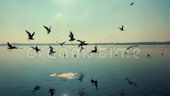 日落时湖上的野鸟视频的预览图