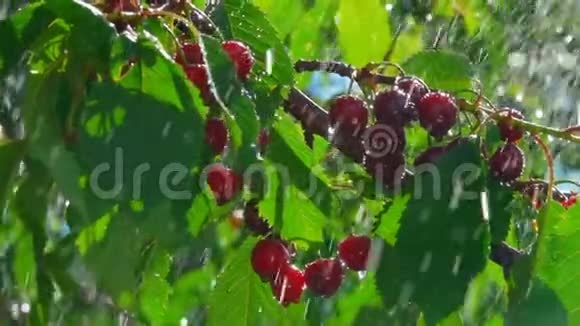 夏天的雨滴在树枝上成熟的樱桃视频的预览图