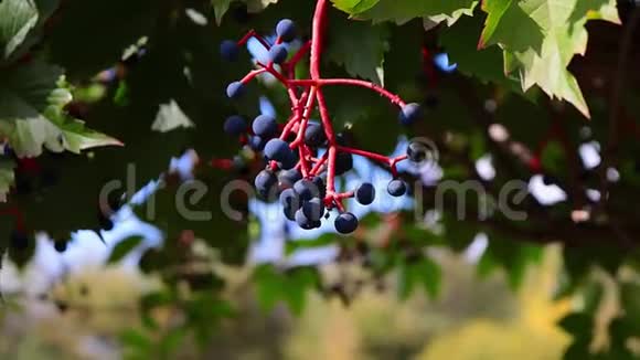 叶子背景上的一枝野葡萄视频的预览图