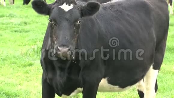 鼻子痒的牛视频的预览图