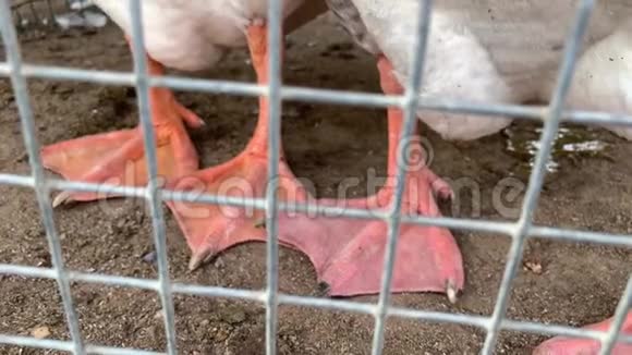 家禽饲养场金属围栏后面的一只着笼子的鹅的红腿肉的生产理念视频的预览图