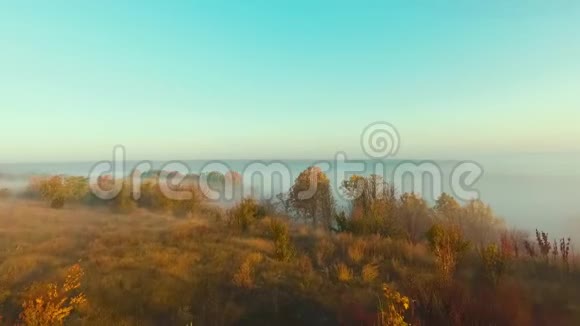 浓雾笼罩秋林视频的预览图