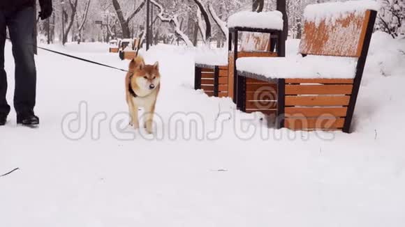 冬天下雪的日子一个人带着他的狗饲养石坝牛在公园里散步4K视频的预览图