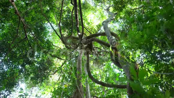 热带雨林中的高大树木模糊焦点中的变焦视频的预览图