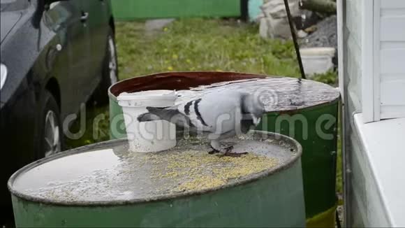 野鸽子在雨中吃视频的预览图