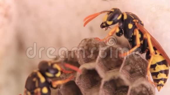 黄蜂照顾它们的巢穴视频的预览图