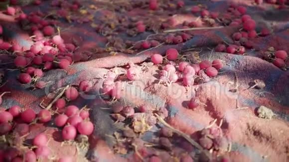 山楂浆果躺在地上夏天在晴朗的日子里采摘浆果视频的预览图