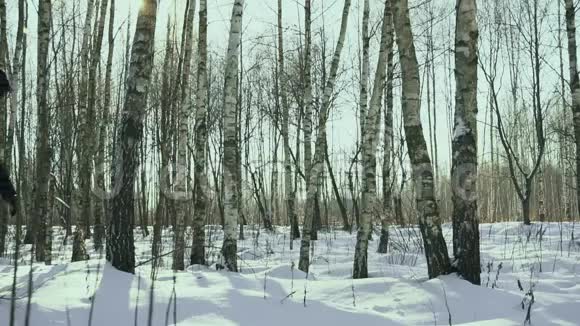 人们在雪地里拖着一棵倒下的圣诞树到他的家在城里新年前的雪地里走在森林里视频的预览图
