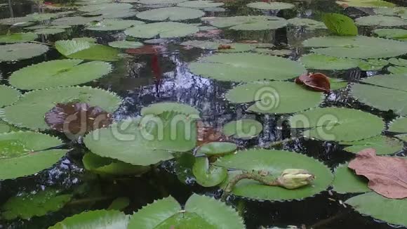 在被污染的水中浇水视频的预览图