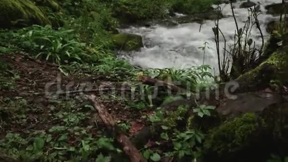 森林河流白天的水流植物和草视频的预览图