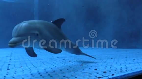 海豚2视频的预览图