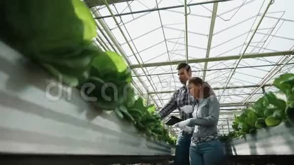 农学工程师检查有机绿色沙拉的生产视频的预览图