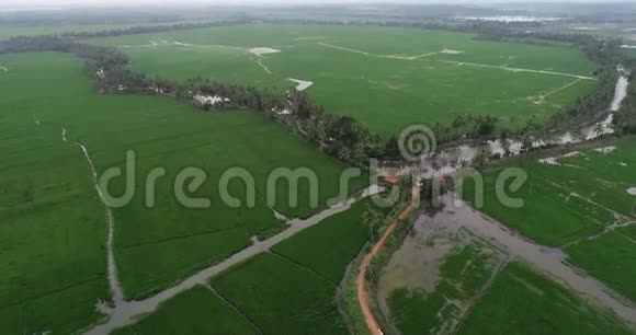 印度喀拉拉湿地稻田空中无人机镜头视频的预览图