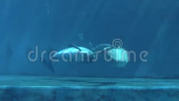 海豚3视频的预览图