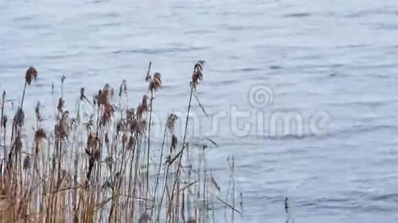 高大的小草芦苇在水中摇曳迎风近岸的湖河池塘视频的预览图