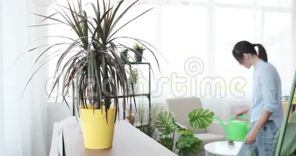 女人在室内植物里倒水视频的预览图