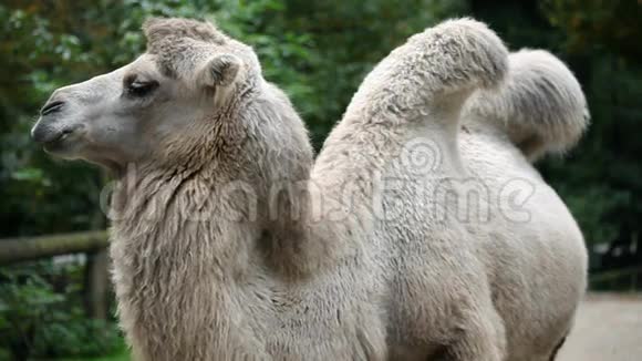 动物园里害羞的动物骆驼在镜头前摆姿势视频的预览图