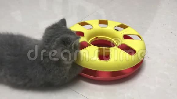 小猫独自玩玩具视频的预览图