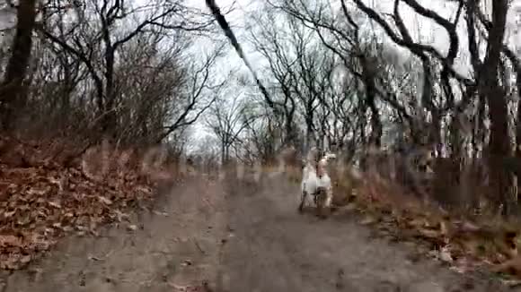 带着狗的女孩杰克罗素猎犬在公园的小路上散步视频的预览图