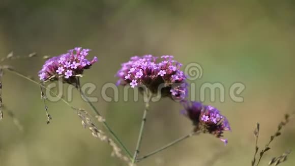 紫罗兰紫色的花在田野里视频的预览图