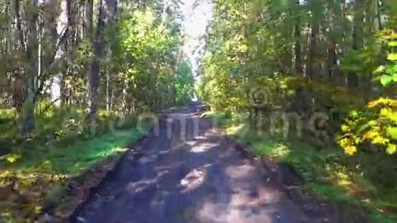 一辆汽车沿着美丽的阳光明媚的秋林路行驶POV汽车驾驶镜头视频的预览图
