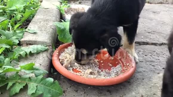 小黑狗从碗里吃东西视频的预览图
