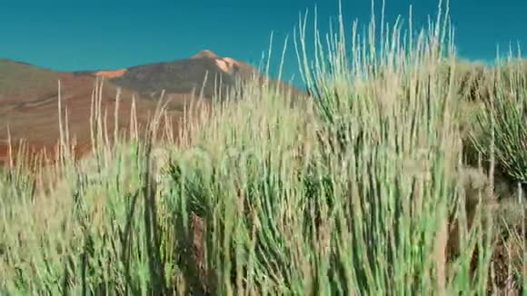 不寻常的沙漠绿色植物在风中摇曳在一座大山和泰德火山峰的背景下视频的预览图
