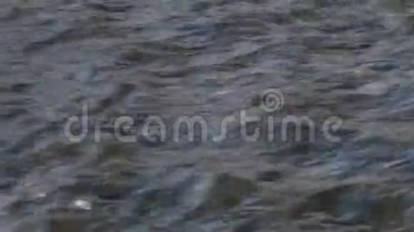 树叶沿着黑暗的河流漂浮周围是潮湿的石头秋天到了视频的预览图