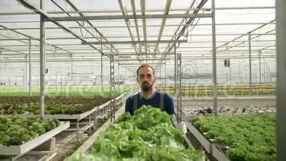 农业工人在温室里推着一辆带有绿色沙拉的手推车视频的预览图