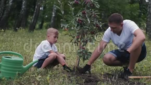 父母和儿子正在树下压土视频的预览图