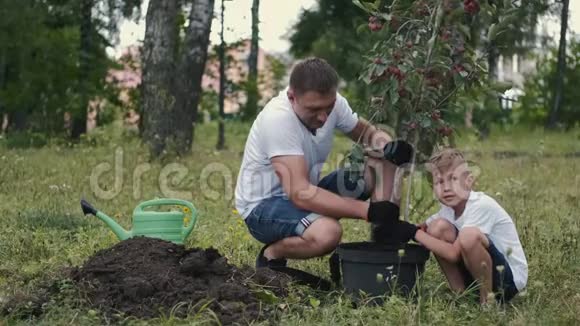 父子一家人正把一棵梅树从花盆里摘下来视频的预览图