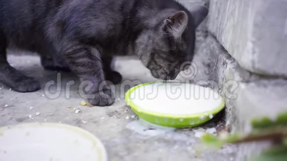 黑猫从碗里喝牛奶一只眼睛的猫视频的预览图