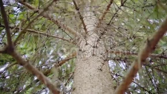 绿云杉树枝和树冠视频的预览图