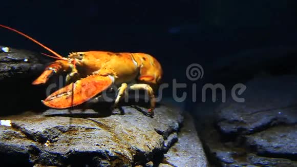 一只亮黄色的龙虾在水下移动视频的预览图