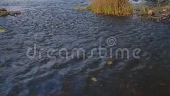 树叶沿着河的海岸漂浮周围是湿的石头秋天到了视频的预览图