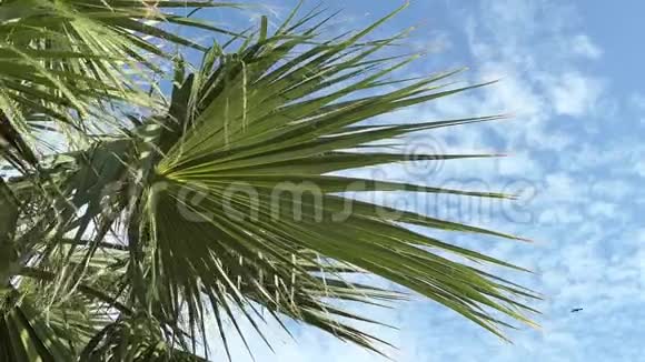 来自槟榔科植物科的棕榈树在异国热带度假胜地的微风中人们可以在那里放松视频的预览图