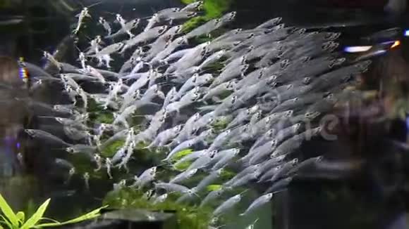 水族馆里的印度鲶鱼视频的预览图