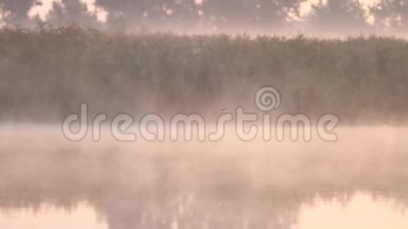鸟儿飞过雾蒙蒙的湖视频的预览图