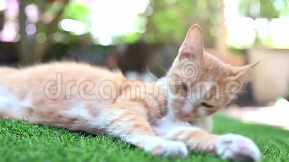 可爱的白色和棕色猫在家庭花园放松视频的预览图