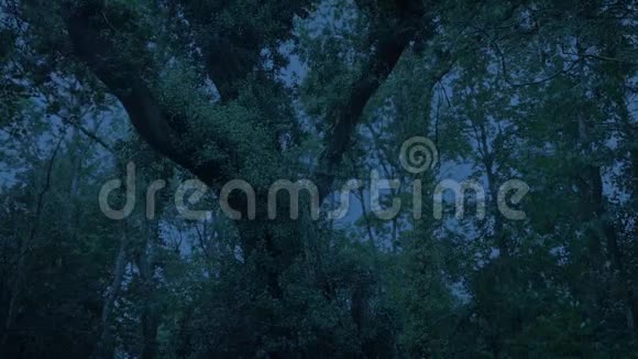 茂密森林中的一棵大树视频的预览图