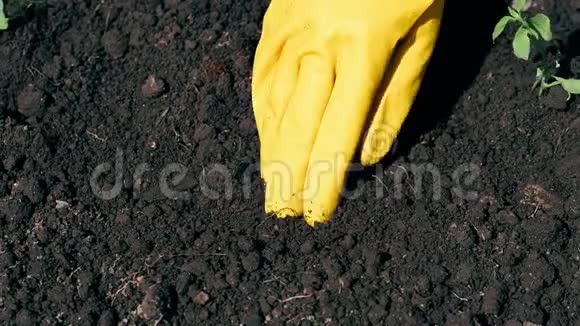 在花园里的地上用女人的手在春天种树苗视频的预览图
