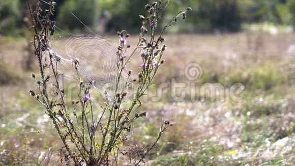 草甸早晨植物上的蛛网视频的预览图
