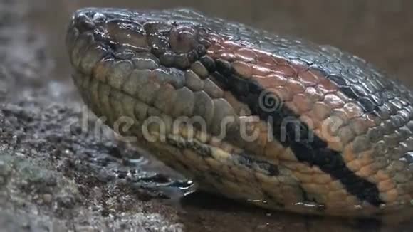 蛇爬行动物野生动物视频的预览图