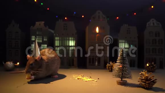 戴着节日金帽子的小家鼠正离开圣诞树附近的相框视频的预览图