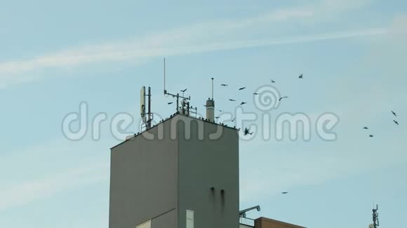 一群黑鸟在城里盘旋视频的预览图