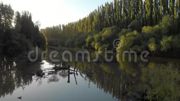 一条被杨树包围的安静河流的电影录像视频的预览图