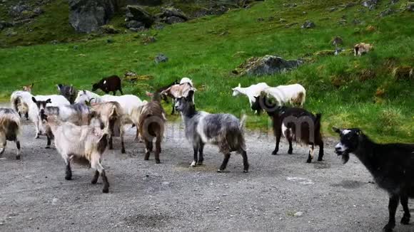 挪威一个多云的灰色夏日山坡牧场的自由牧场山羊群从摄像机旁走开视频的预览图